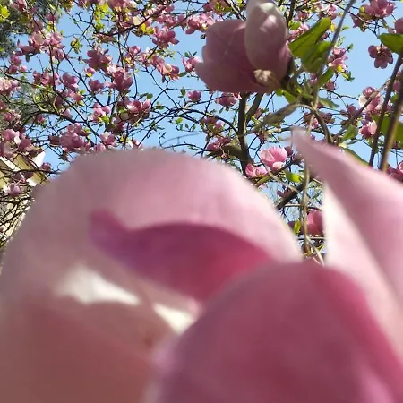 Apartman Alex Topolowa